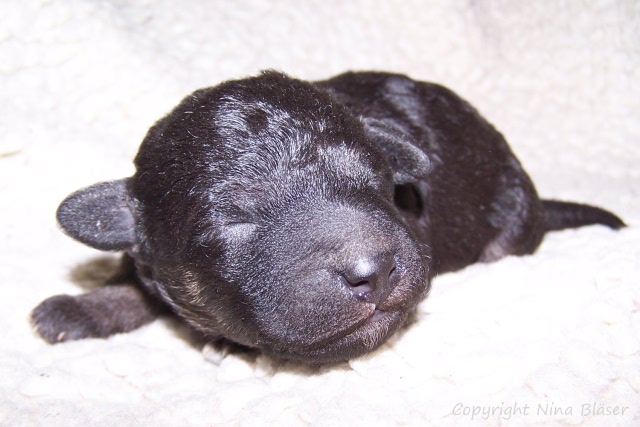 Arc-en-ciel Arlequin 19012008 (8).JPG